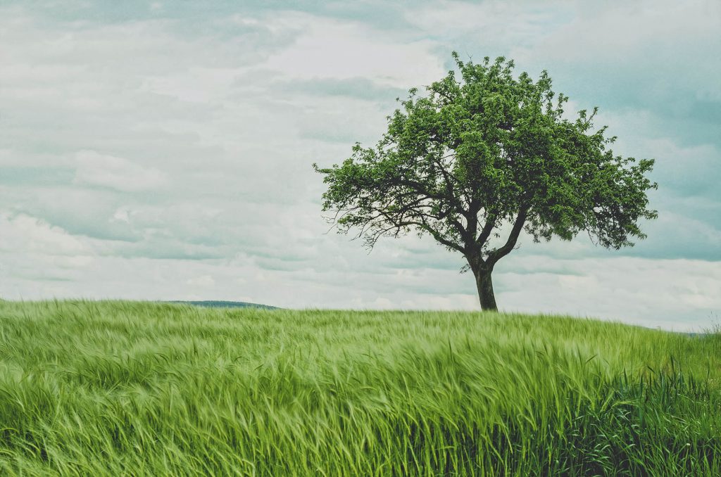 La Sagesse d’une Foule